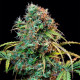 Насіння коноплі Royal CBDVmatic autofem. Royal Queen Seeds