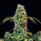 Насіння коноплі Royal CBDVmatic autofem. Royal Queen Seeds