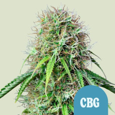 Royal CBGmatic auto feminised (Royal Queen Seeds)