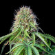 Семена конопли Royal CBGmatic autofem. Royal Queen Seeds