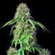 Семена конопли Royal CBGmatic autofem. Royal Queen Seeds