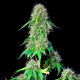 Семена конопли Royal CBGmatic autofem. Royal Queen Seeds