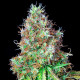 Семена конопли Royal CBGmatic autofem. Royal Queen Seeds