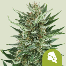 Royal Cheese auto feminised (Royal Queen Seeds)