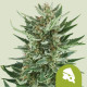 Насіння коноплі Royal Cheese autofem. Royal Queen Seeds