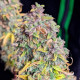 Насіння коноплі Royal Cheese autofem. Royal Queen Seeds