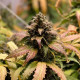 Насіння коноплі Royal Cheese autofem. Royal Queen Seeds