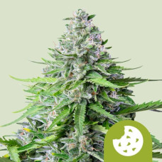 Royal Cookies auto feminised (Royal Queen Seeds)