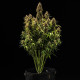 Насіння коноплі Royal Cookies autofem. Royal Queen Seeds