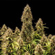 Насіння коноплі Royal Cookies autofem. Royal Queen Seeds