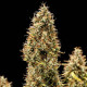 Насіння коноплі Royal Cookies autofem. Royal Queen Seeds