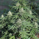 Насіння коноплі Royal Cookies autofem. Royal Queen Seeds
