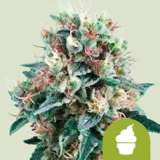 Royal Creamatic auto feminised (Royal Queen Seeds)