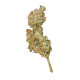 Насіння коноплі Royal Creamatic autofem. Royal Queen Seeds