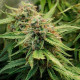 Насіння коноплі Royal Creamatic autofem. Royal Queen Seeds