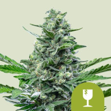 Royal Critical auto feminised (Royal Queen Seeds)