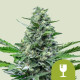 Насіння коноплі Royal Critical autofem. Royal Queen Seeds