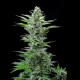 Насіння коноплі Royal Critical autofem. Royal Queen Seeds