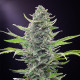 Насіння коноплі Royal Critical autofem. Royal Queen Seeds