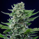Насіння коноплі Royal Critical autofem. Royal Queen Seeds