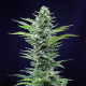 Насіння коноплі Royal Critical autofem. Royal Queen Seeds