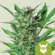 Royal Dwarf auto feminised (Royal Queen Seeds)