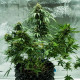 Насіння коноплі Royal Dwarf autofem. Royal Queen Seeds