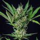 Насіння коноплі Royal Dwarf autofem. Royal Queen Seeds