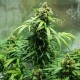 Насіння коноплі Royal Dwarf autofem. Royal Queen Seeds