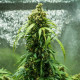 Насіння коноплі Royal Dwarf autofem. Royal Queen Seeds