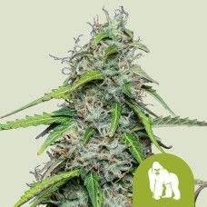 Royal Gorilla auto feminised (Royal Queen Seeds)