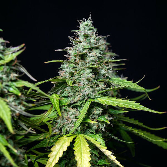 Насіння коноплі Royal Gorilla autofem. Royal Queen Seeds