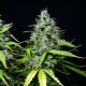 Насіння коноплі Royal Gorilla autofem. Royal Queen Seeds