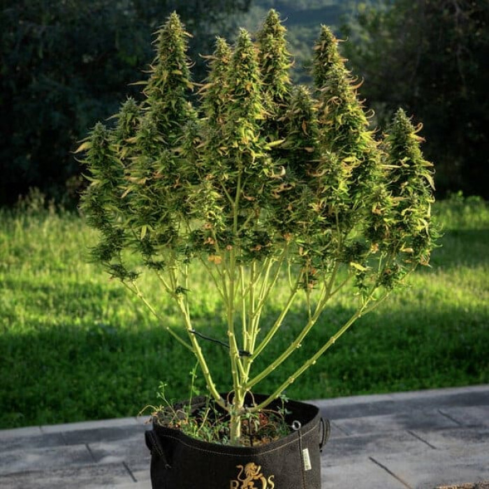 Насіння коноплі Royal Gorilla autofem. Royal Queen Seeds