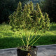 Насіння коноплі Royal Gorilla autofem. Royal Queen Seeds