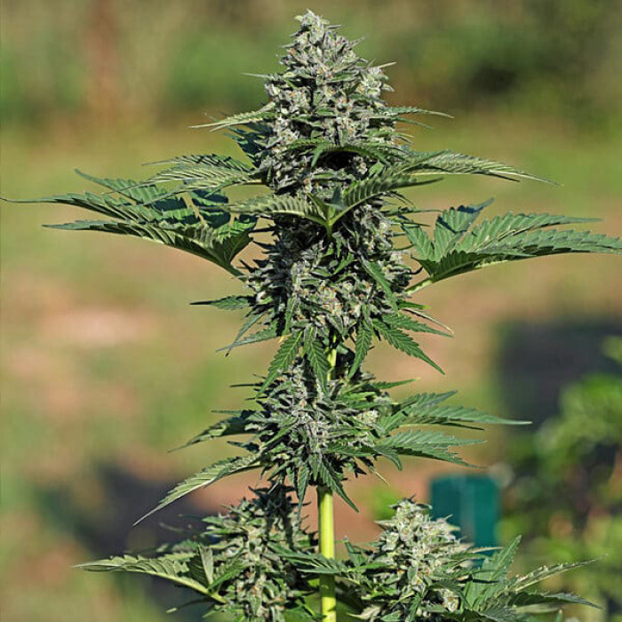 Насіння коноплі Royal Gorilla autofem. Royal Queen Seeds