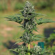 Насіння коноплі Royal Gorilla autofem. Royal Queen Seeds