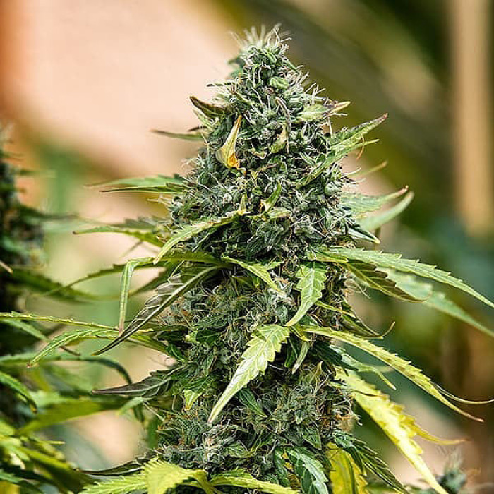 Насіння коноплі Royal Gorilla autofem. Royal Queen Seeds