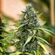 Насіння коноплі Royal Gorilla autofem. Royal Queen Seeds