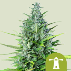 Royal Haze auto feminised (Royal Queen Seeds)