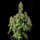 Семена конопли Royal Haze autofem. Royal Queen Seeds Семена конопли Royal Haze autofem. Royal Queen Seeds