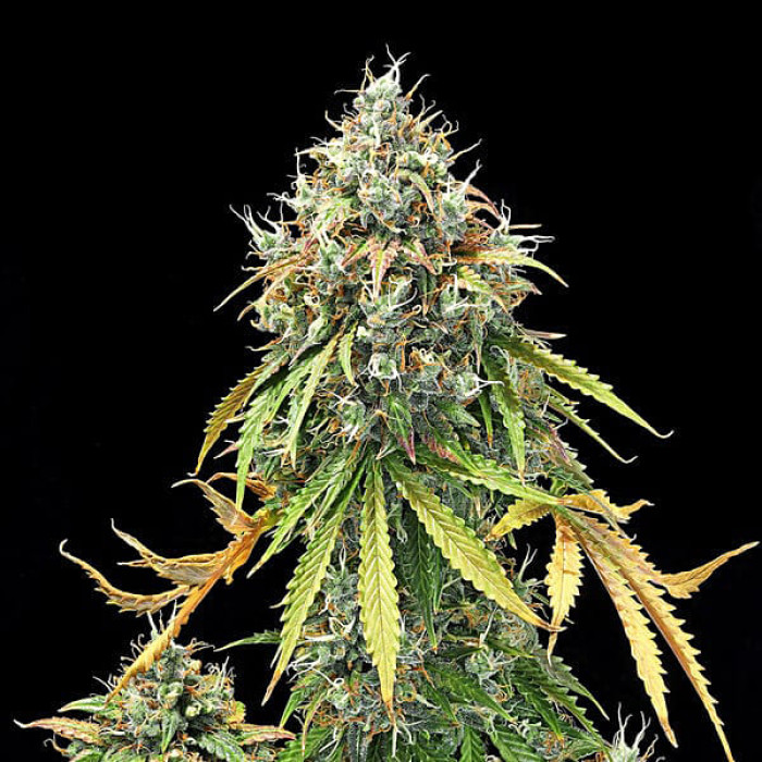 Семена конопли Royal Haze autofem. Royal Queen Seeds Семена конопли Royal Haze autofem. Royal Queen Seeds