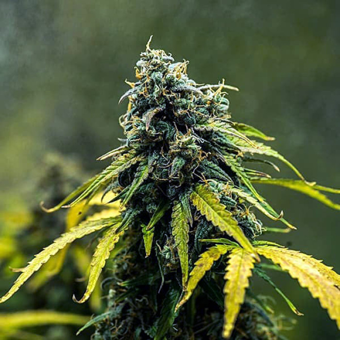 Семена конопли Royal Haze autofem. Royal Queen Seeds Семена конопли Royal Haze autofem. Royal Queen Seeds