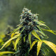 Семена конопли Royal Haze autofem. Royal Queen Seeds Семена конопли Royal Haze autofem. Royal Queen Seeds