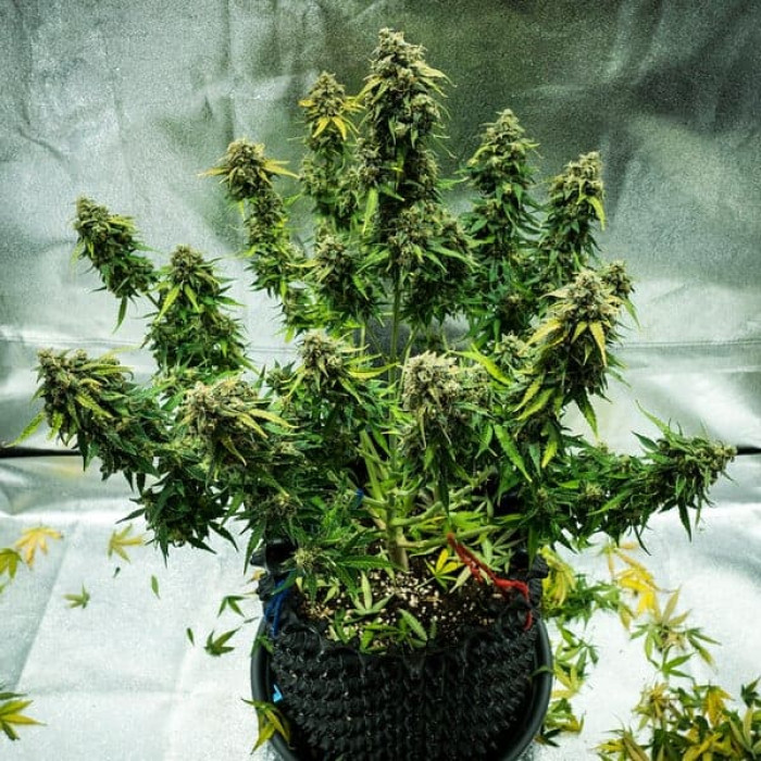 Семена конопли Royal Haze autofem. Royal Queen Seeds Семена конопли Royal Haze autofem. Royal Queen Seeds