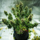 Семена конопли Royal Haze autofem. Royal Queen Seeds Семена конопли Royal Haze autofem. Royal Queen Seeds