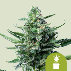 Royal Jack auto feminised (Royal Queen Seeds)