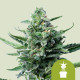 Семена конопли Royal Jack autofem. Royal Queen Seeds
