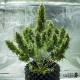 Семена конопли Royal Jack autofem. Royal Queen Seeds