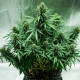 Семена конопли Royal Jack autofem. Royal Queen Seeds